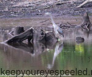 blue heron wading in lake 