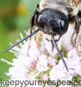 bee eyes up close 