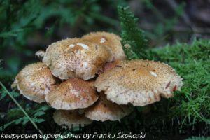 mushrooms on trail 