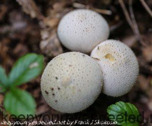 puffball mushrooms 