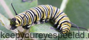 monarch butterfly caterpillar 