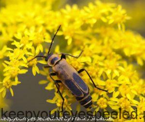 beetle on goldenrod 