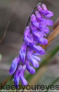 blue or cow vetch flower 