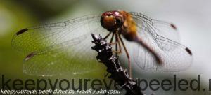 dragonfly insects walk 