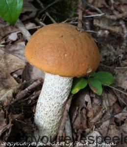 aspen scaber bolete or "red top" mushroom 