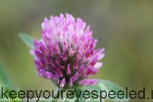pink clover flower 