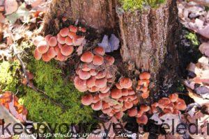 brick top mushrooms on stump in Autumn 