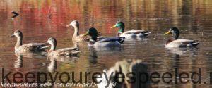 mallard ducks on lake in autumn 