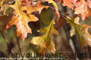 oak leaves turning colors 