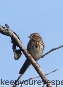 song sparrow in tree 