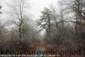 freezing rain on trees on trail 