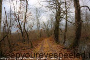 bare trees along trail 