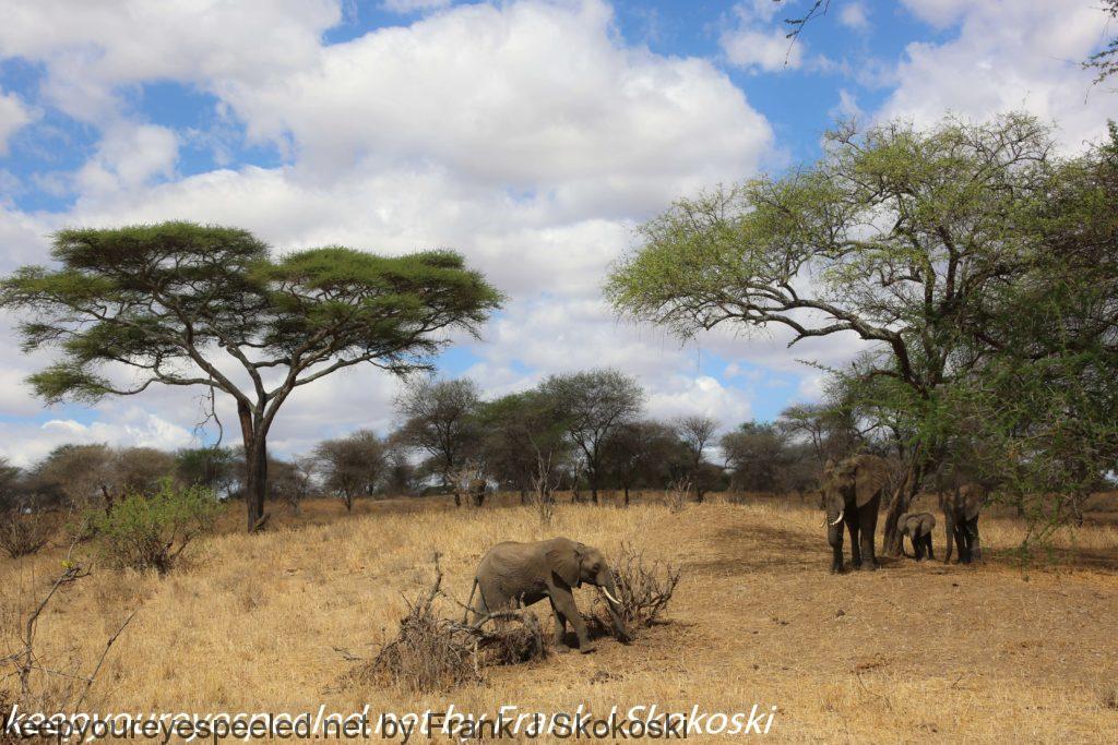 Tanzania Day Seven Tarangire elephants (14 of 31)