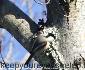 black-capped chickadee in tree 