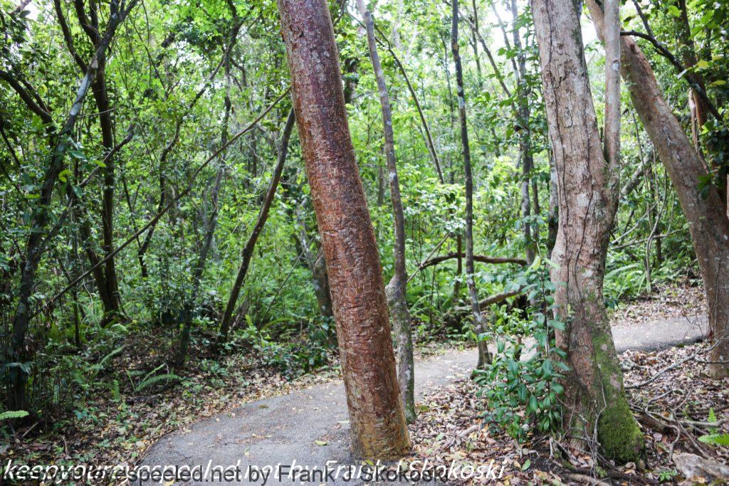 gumbo limbo trail (5 of 31)