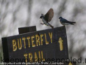 tree swallows at Nature Inn 