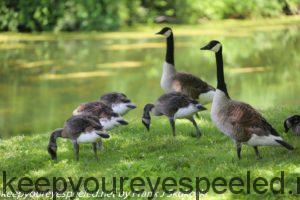 first day of summer canada geese family 
