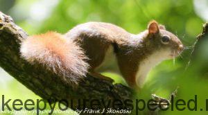 first day of summer red squirrel 