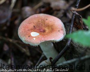 russula mushrooms 