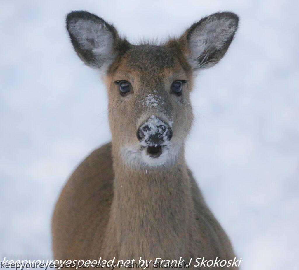 deer (5 of 5)