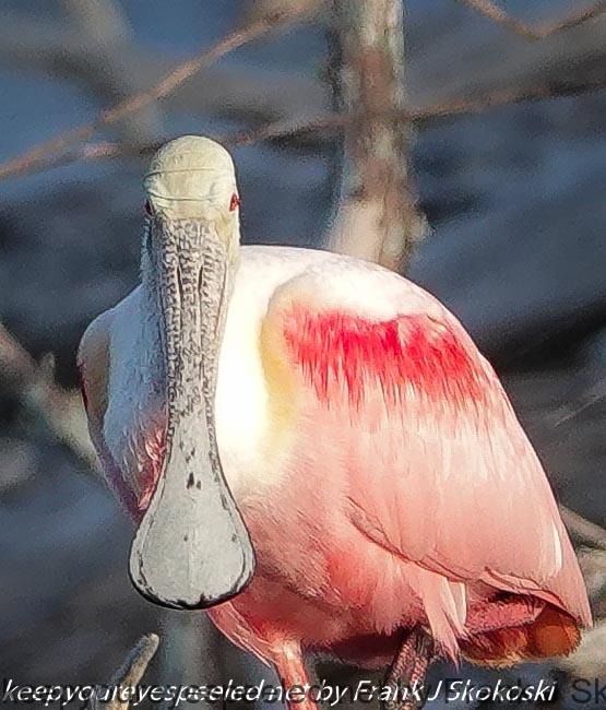 Florida Day three Flamingo birds (13 of 59)