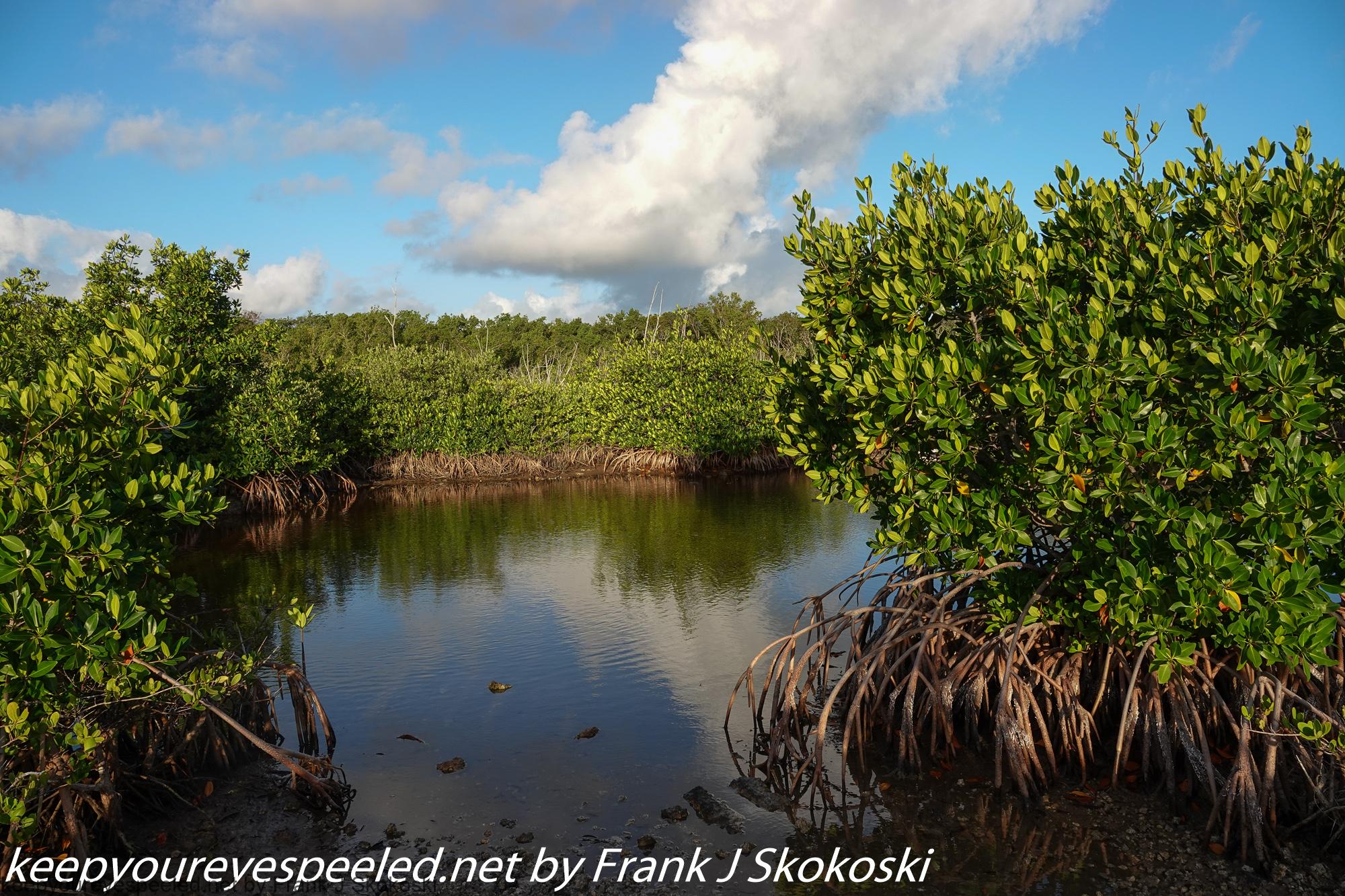 Florida: Key Largo. My Last Hikes In The Hardwood Hammock And Mangrove  Forests - Keep Your Eyes Peeled