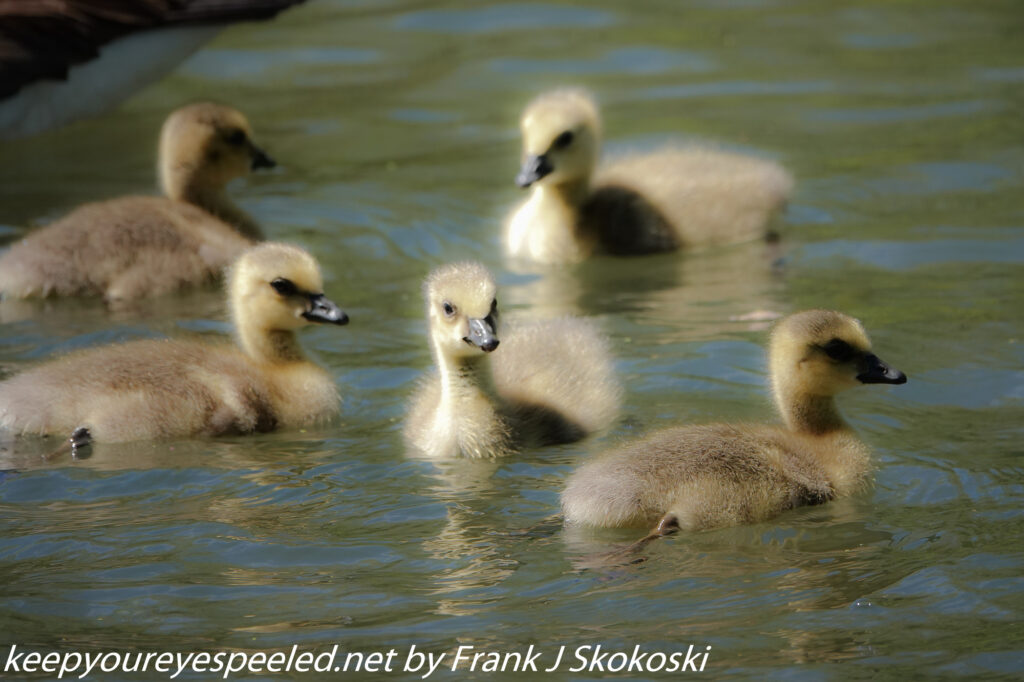 Susquehanna wetlands birds (34 of 39)