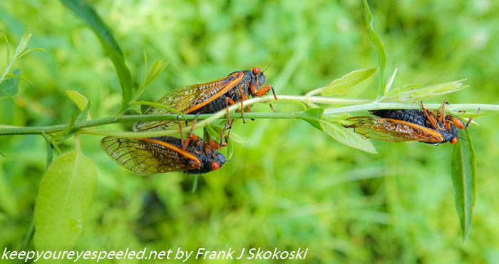 Nockamixon cicadas (15 of 30)
