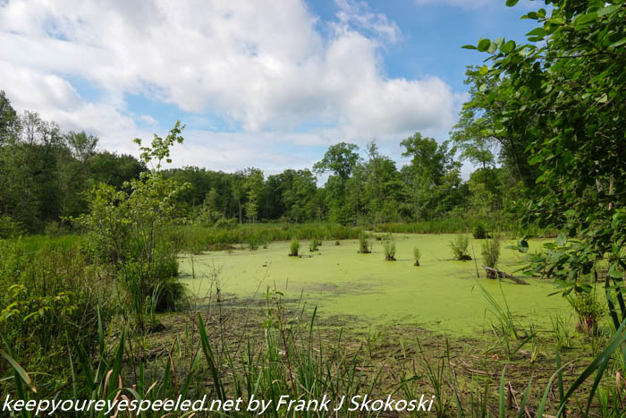 Susquehanna Wetlands (11 of 26)