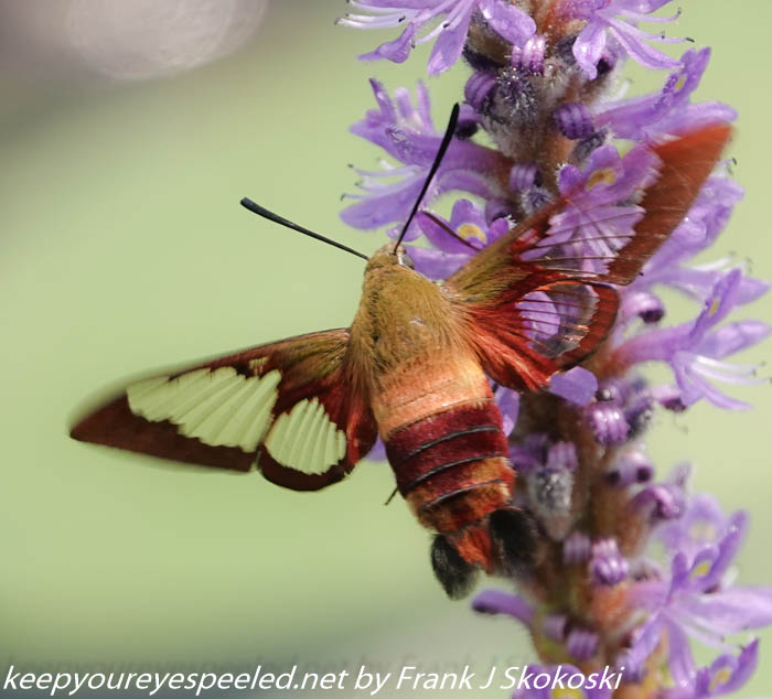 hummingbird moth (9 of 23)