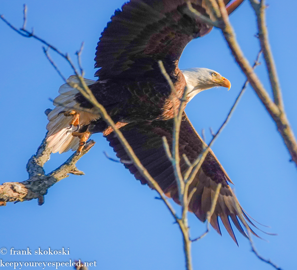 Susquehanna Wetlands bald eagle (24 of 30)