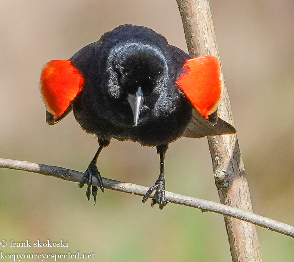Susquehanna Wetlands red winged blackbird (9 of 18)