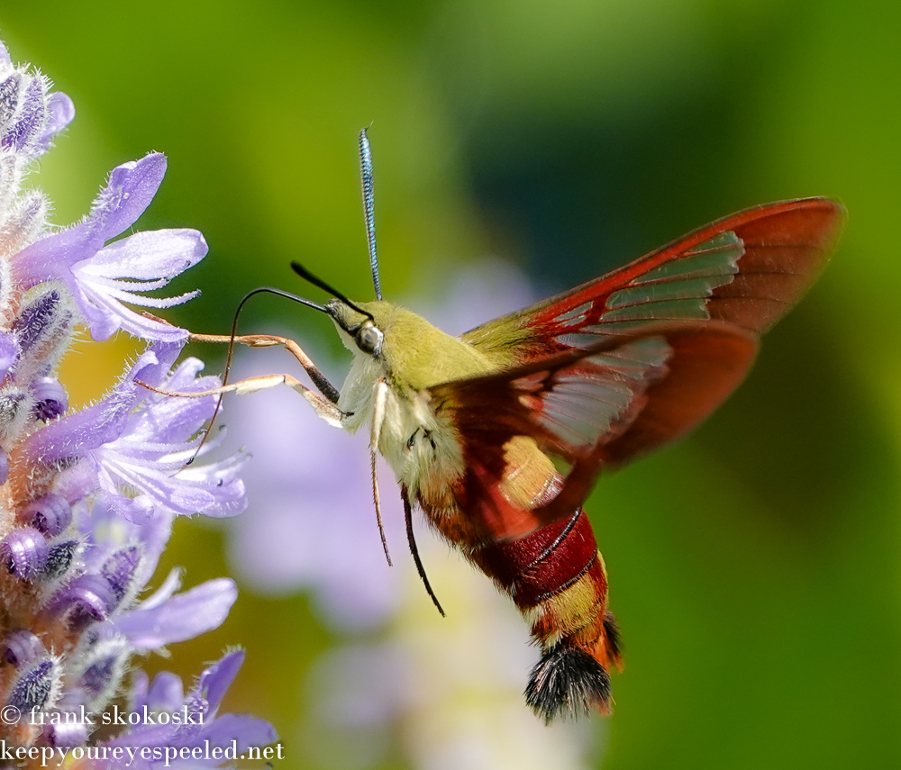 Community Park hummingbird moth (11 of 19)