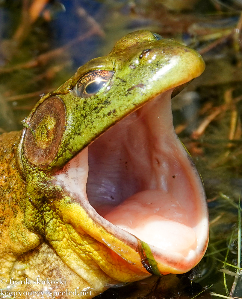 Communiy Park frog (8 of 12)