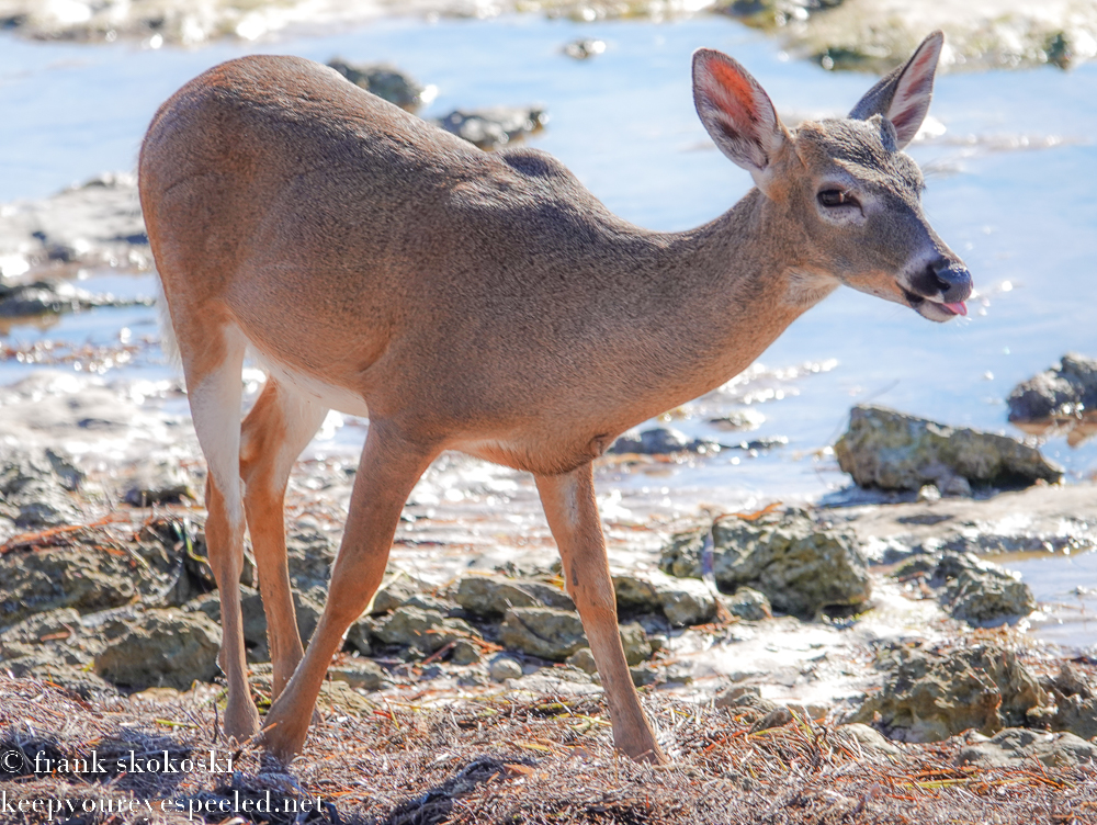 Florida Day Three: A Morning Exploring Big Pine Key. And My First Key Deer!  - Keep Your Eyes Peeled