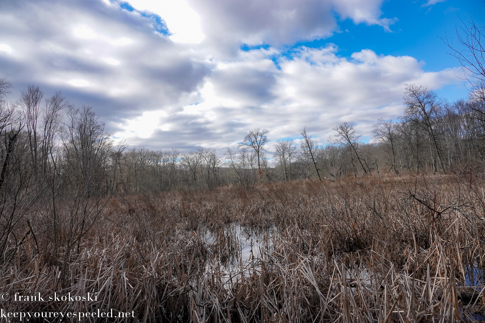 Susquehanna Wetlands (13 of 33)