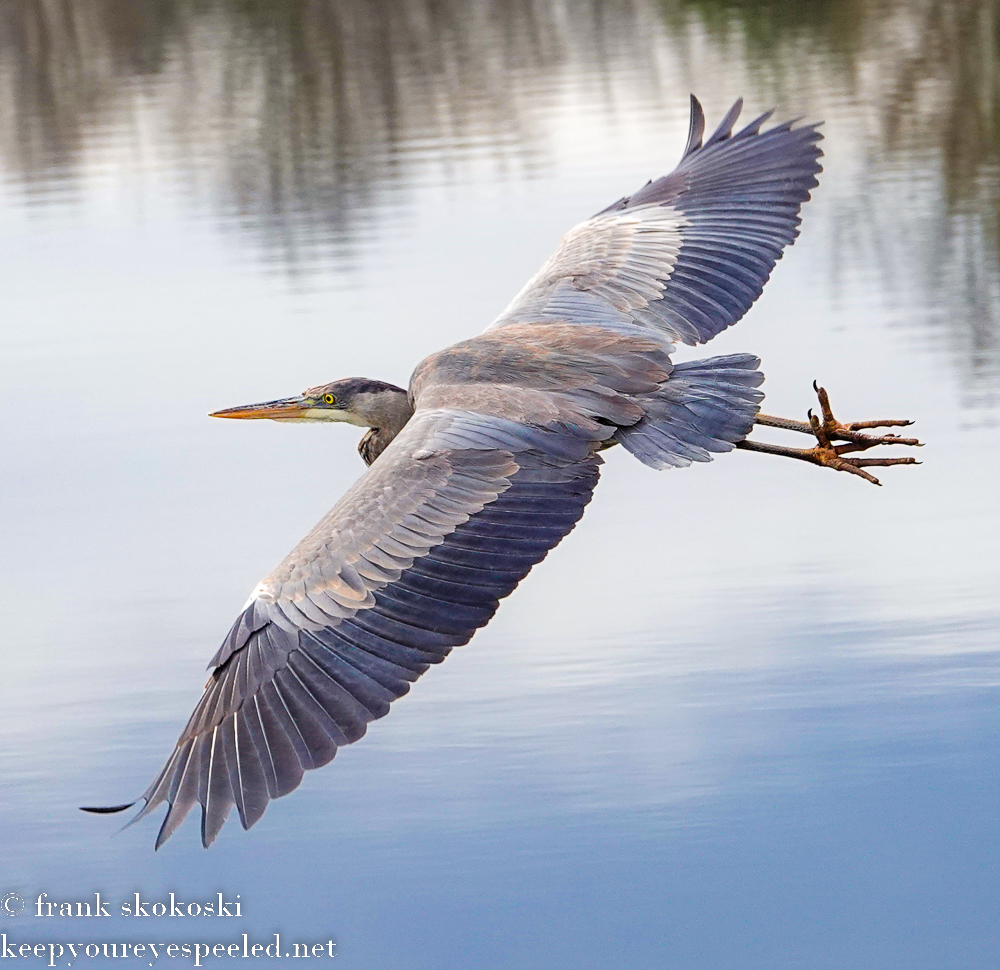 Susquehanna Wetlands blue heron (6 of 50)