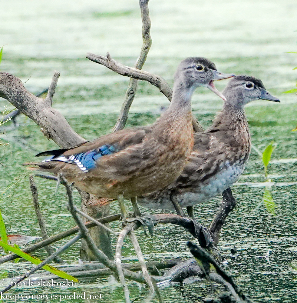 Susquehanna Wetlands birds (7 of 31)