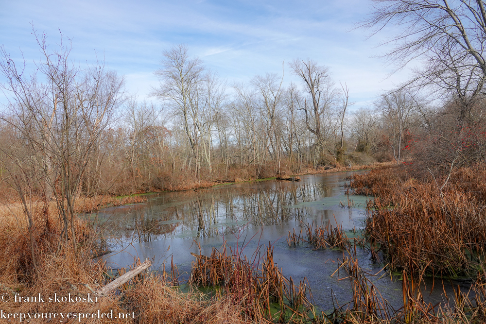 Susquehanna Wetlands (5 of 28)